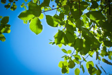mavi gökyüzü arka planında yeşil yapraklar