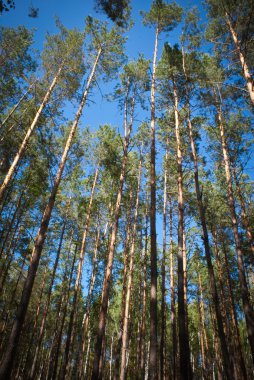 Güneşli yaz huş ağacı orman.