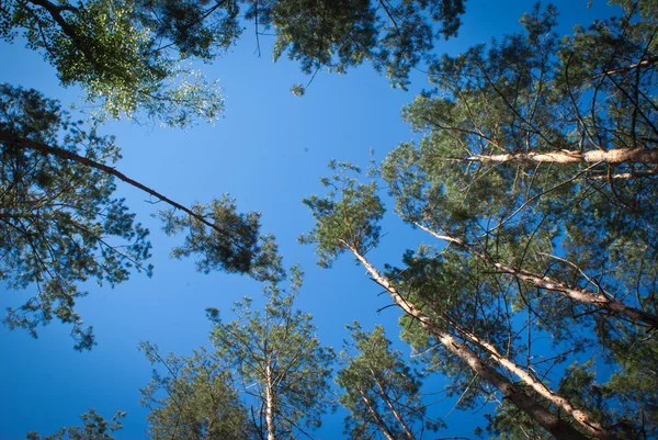 Bosque soleado de abedul de verano . — Foto de Stock