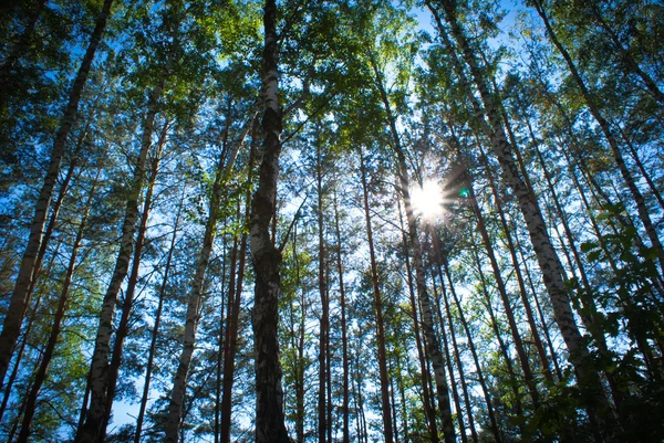 Bosque soleado de abedul de verano . — Foto de Stock