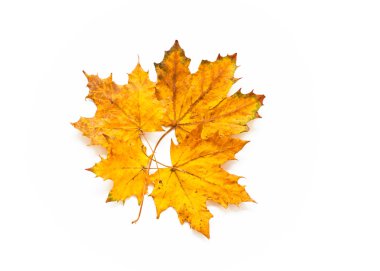 akçaağaç yaprakları