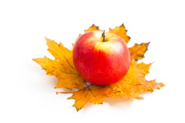 Akçaağaç yaprakları, Kırmızı elma 