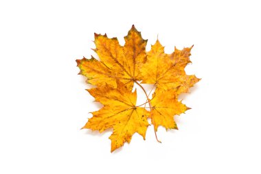 akçaağaç yaprakları