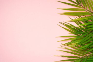 Pembe arka planda palmiye yaprakları. Düz yatıyordu.