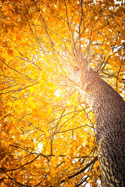 Oak tree in the autumn — Stock Photo, Image