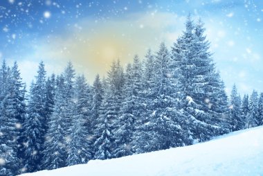 Firtree ormanında kış