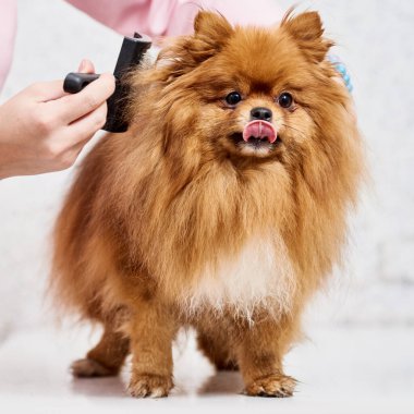 Pomeranya tükürüğüyle savaşmak