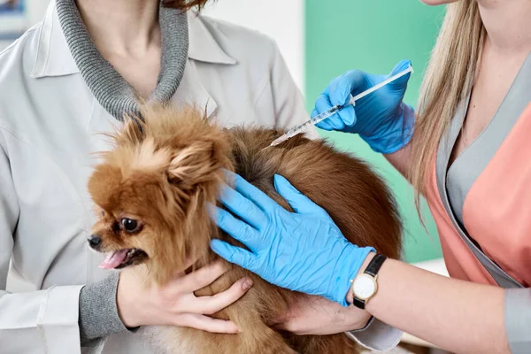 Vétérinaire faisant l'injection — Photo