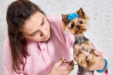 Köpek kılı kesiyorum.