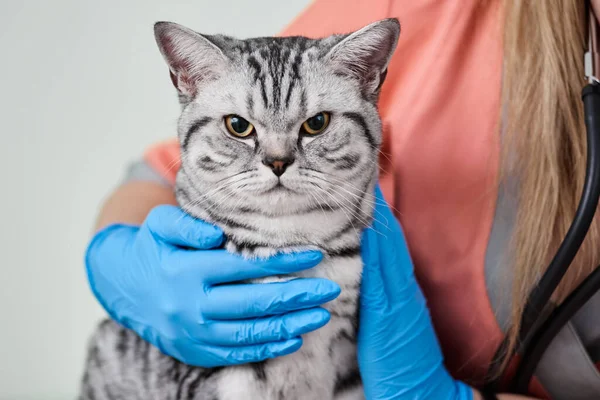 Veterinerlerin elinde kedi — Stok fotoğraf