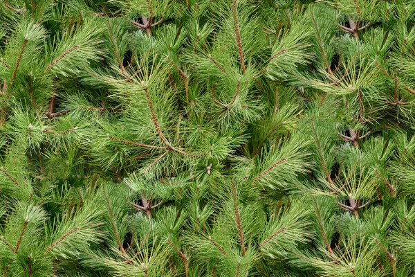 Evergreen christmas tree — Stock Photo, Image