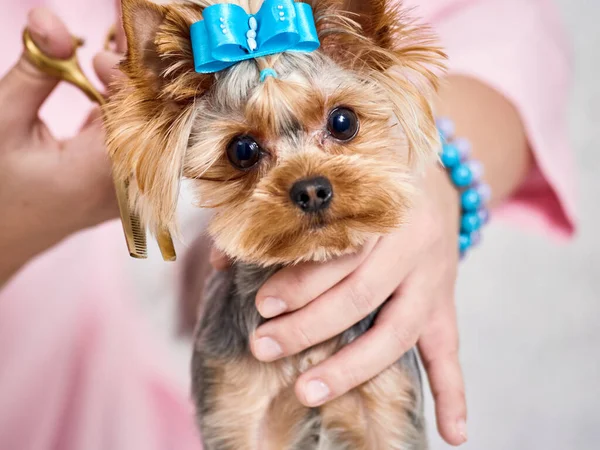 Yorkshire terrier en aseo —  Fotos de Stock