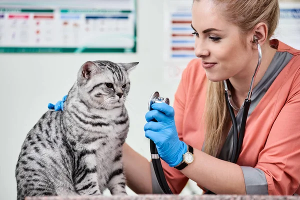 Veterinär med stetoskop och katt — Stockfoto