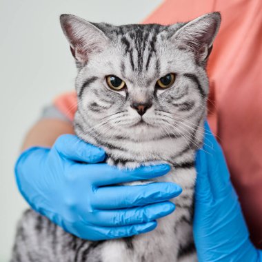 Veterinerlerin elinde kedi