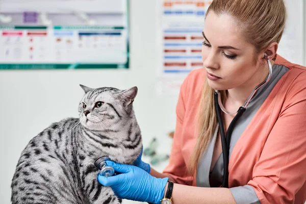 Esame in clinica veterinaria — Foto Stock