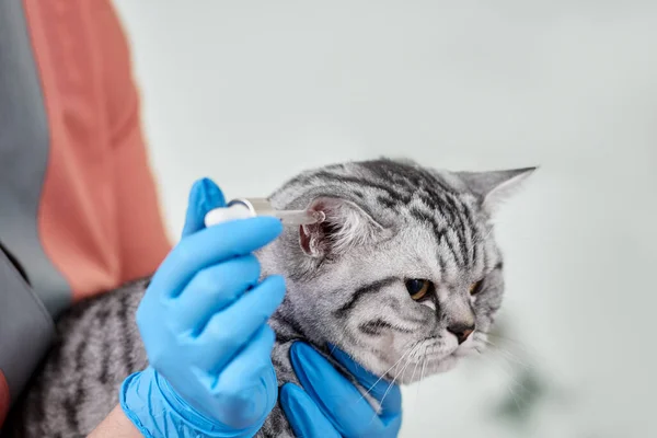 Kedi kulakları inceleniyor. — Stok fotoğraf