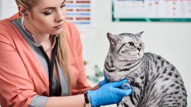Veterinerlerin elinde kedi