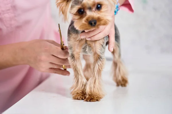 Yorkshire terrier en aseo —  Fotos de Stock