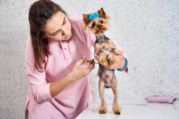 犬の毛を切る — ストック写真