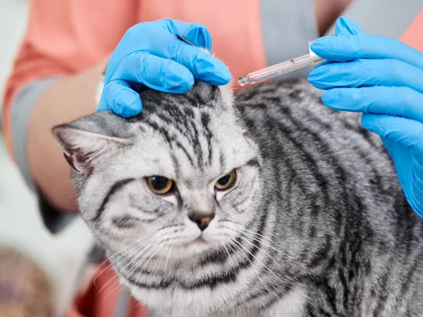 Veterinärdroppar — Stockfoto