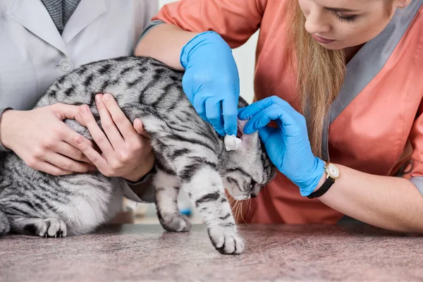 Tratamiento veterinario en clínica — Foto de Stock