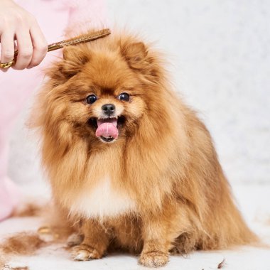 Pomeranya tükürüğüyle savaşmak