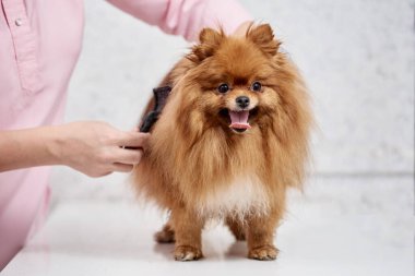 Veteriner pomeranian taraması