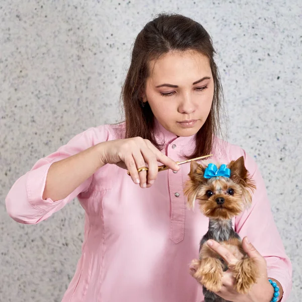 Cutting dogs hair — Stock Photo, Image
