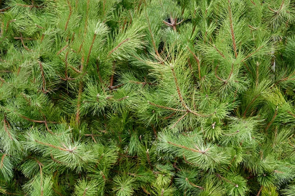 Evergreen christmas tree — Stock Photo, Image