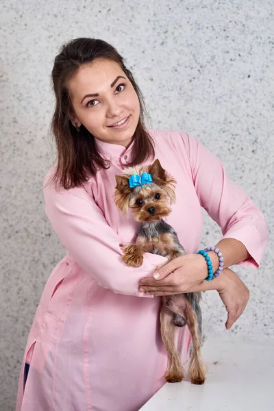 Groomer e terrier de yorkshire — Fotografia de Stock