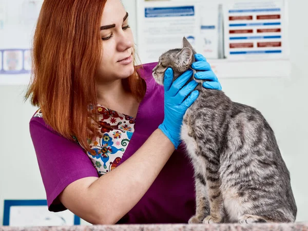 Veterinary professional consultation — Stock Photo, Image