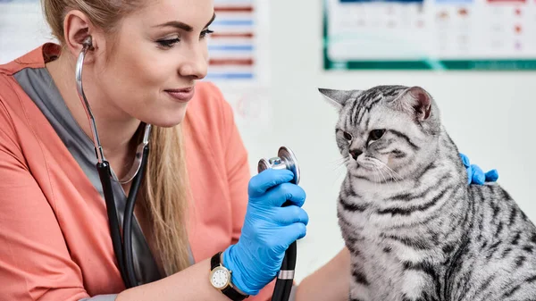 Veterinario con estetoscopio y gato —  Fotos de Stock