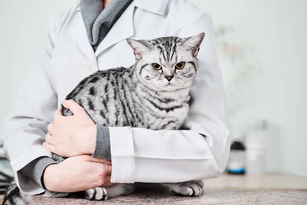 Tratamiento de animales domésticos —  Fotos de Stock