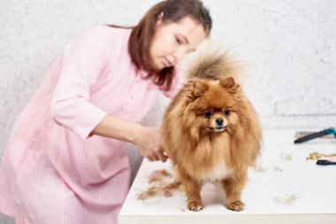 Tımardan sonra Pomeranian