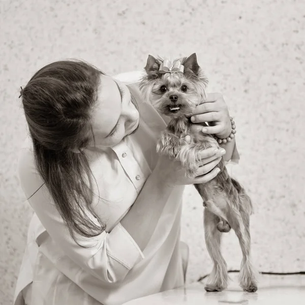 Ветеринар с померанским диагнозом — стоковое фото