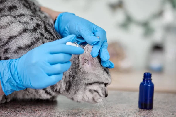 Examen des oreilles des chats — Photo