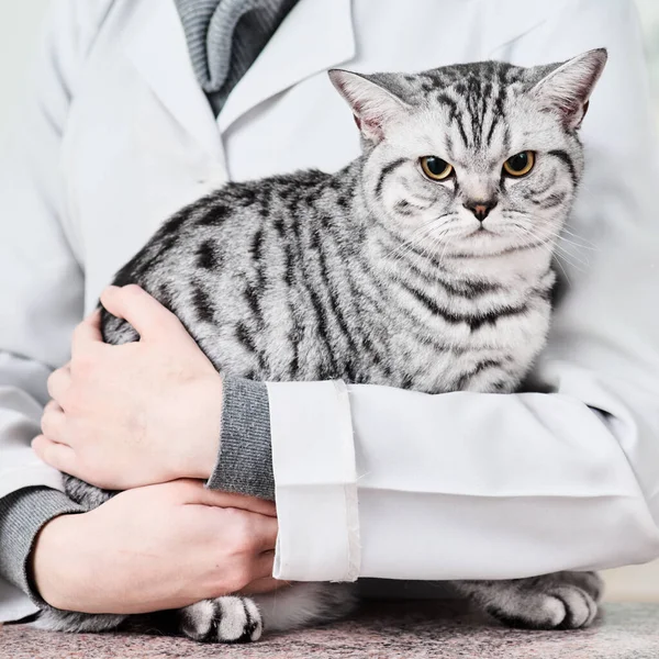 Tratamiento de animales domésticos —  Fotos de Stock