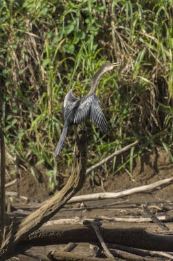 Frio River snakebird