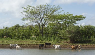 Frio Nehri. Cano Negro, Kosta Rika