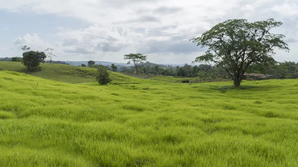 Prairies, Costa Rica — Photo