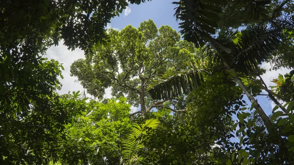 Bosque tropical, Costa Rica — Foto de Stock