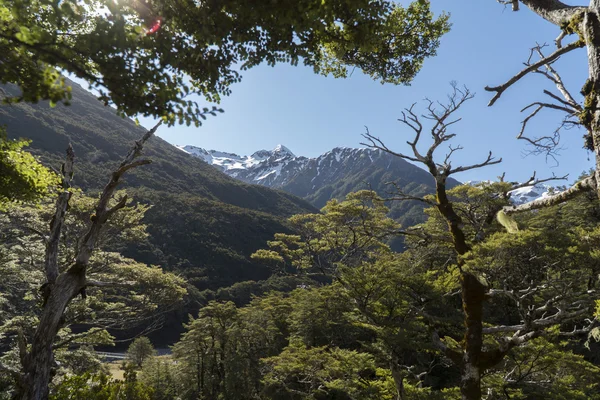 Montanhas através das árvores. Nova Zelândia — Fotografia de Stock