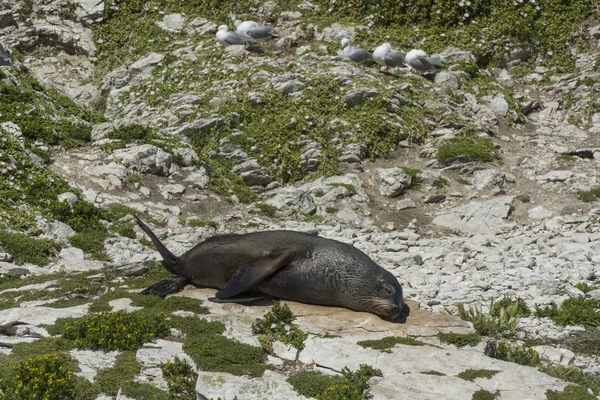 Seal in Kaikoura, New Zealand — Stock Photo, Image