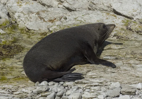 Zegel in Kaikoura, Nieuw-Zeeland — Stockfoto