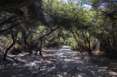 Yeni Zelanda Rotorua yakınındaki ormanda