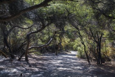 Yeni Zelanda Rotorua yakınındaki ormanda