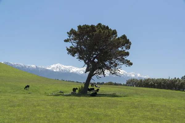 Arrastrando vacas alrededor del árbol. Nueva Zelanda — Foto de Stock