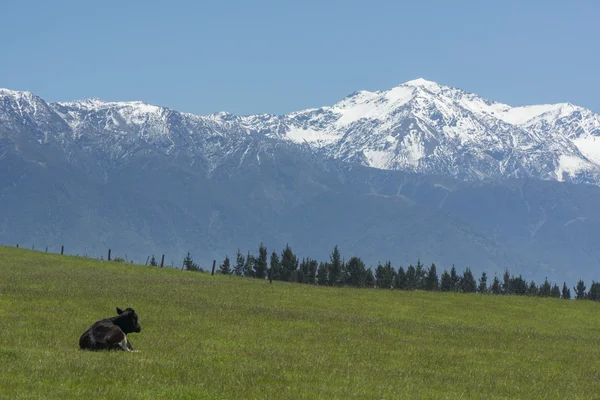 Kuh starrt auf Berge. Neuseeland — Stockfoto