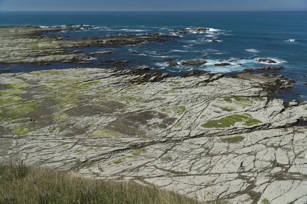 Kysten i Kaikoura, New Zealand – stockfoto