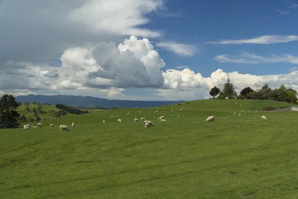 Grazende schapen. Nieuw-Zeeland — Stockfoto